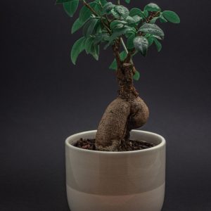 bonsai, nature, plant, indoor plant, flower pot, small tree, botany, pot, horticulture