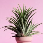 pastel, nature, potted plant, beautiful flowers, flowers, season, flower wallpaper, plants, beautiful wallpaper, beauty, flower background, atmosphere, background