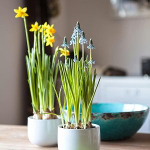 Bright yellow and blue spring flowers in white pots inside a home, evoking freshness.