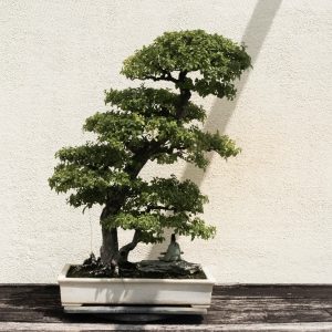 A beautifully shaped bonsai tree in a white ceramic pot against a neutral background.